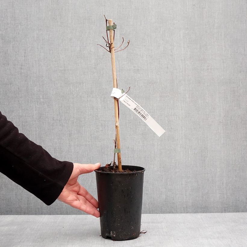 Clematis Mme Lecoultre Maceta 1,5L/2L Ejemplar entregado en invierno