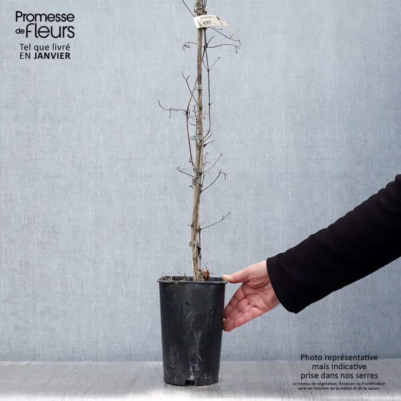 Clematis Mme Lecoultre Maceta 2L/3L Ejemplar entregado en invierno