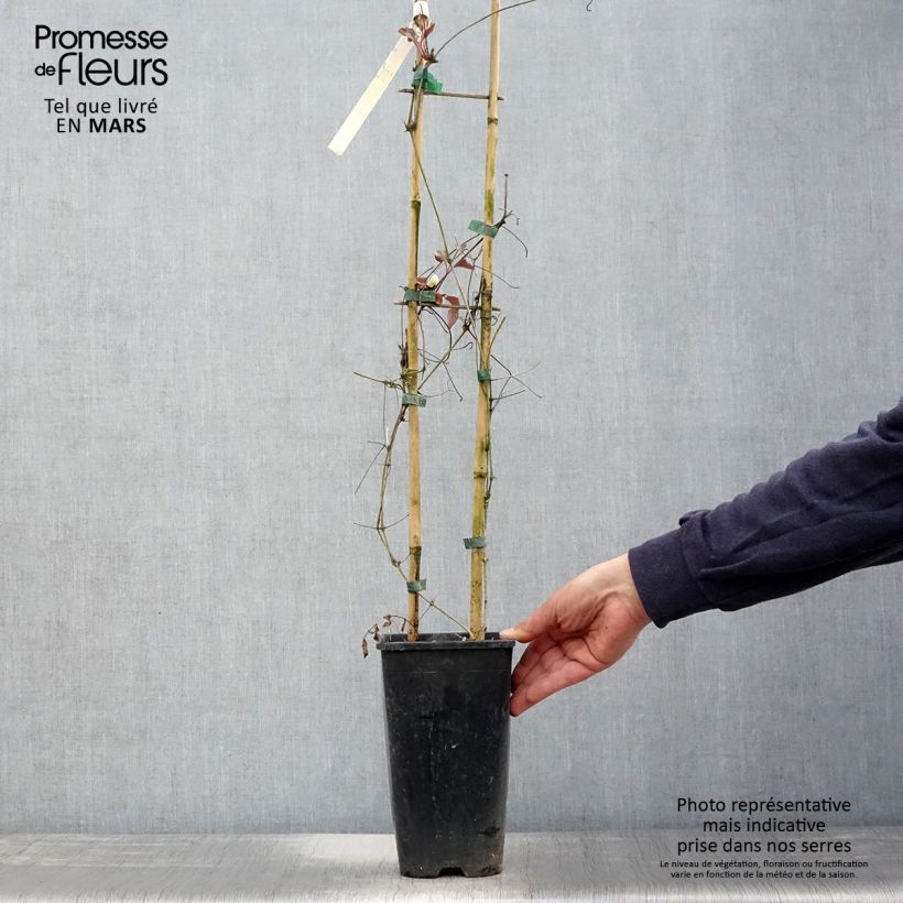 Clematis Mme Lecoultre Maceta 2L/3L Ejemplar entregado en la primavera