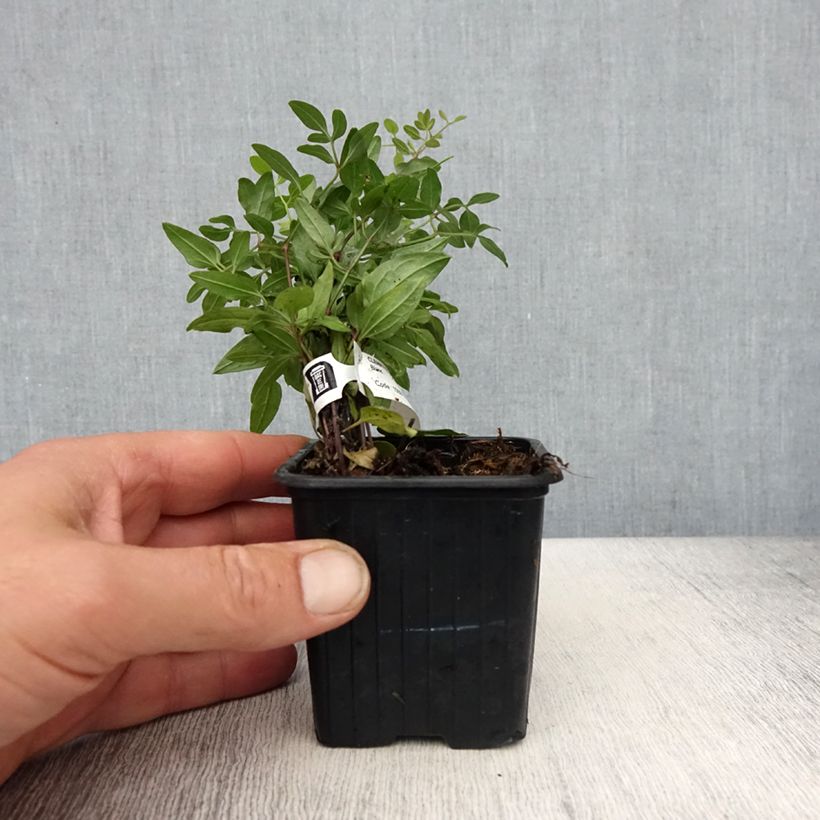 Clematis flammula - Clemátide olorosa Maceta de 8/9 cm Ejemplar entregado en la primavera
