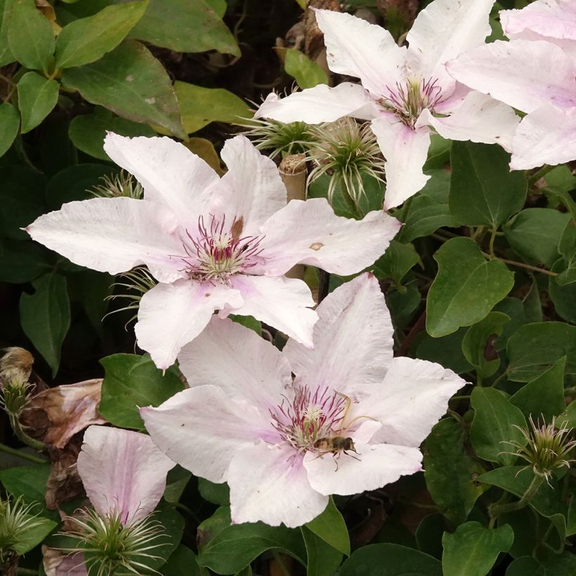 Clematis Pink Fantasy (Floración)
