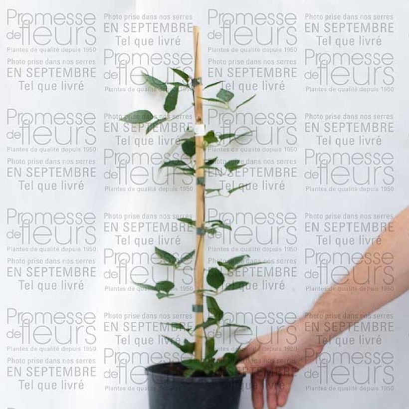 Ejemplo de ejemplar de Clematis Prinsesse Alexandra Maceta 2L/3L tal y como se entrega