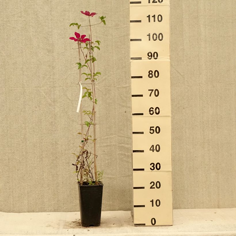 Ejemplar de Clematis Saphyra Nancy Maceta 2L/3L entregado en verano