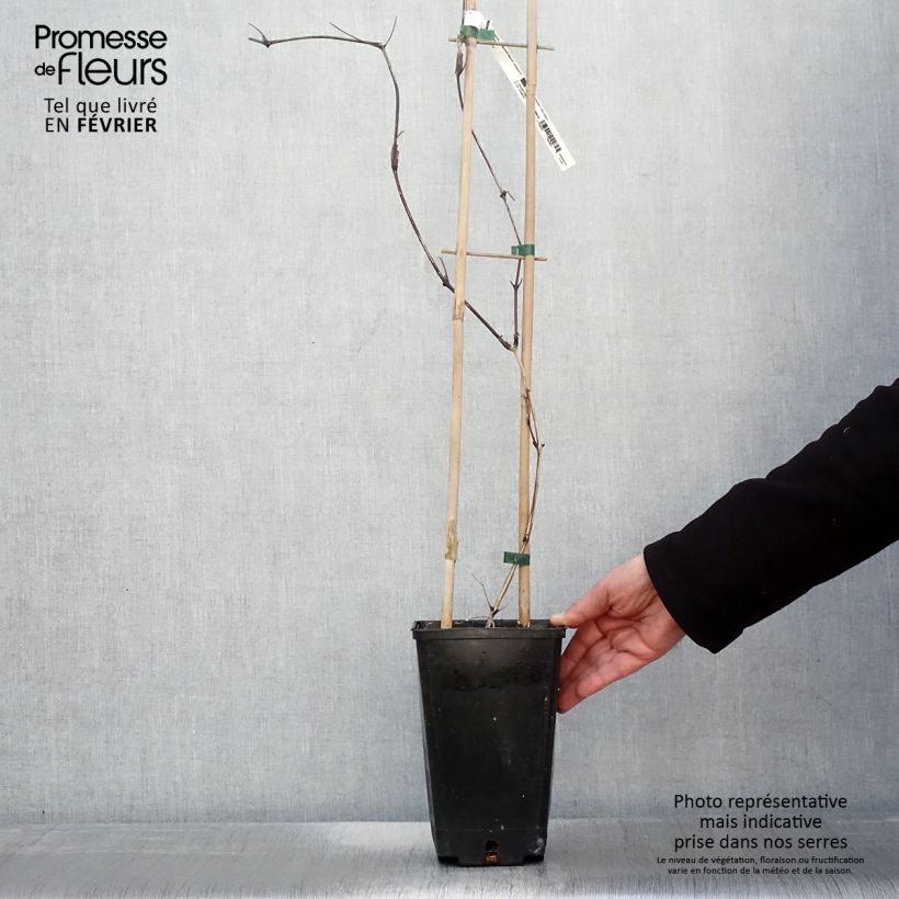 Clematis Saphyra Nancy Maceta 2L/3L Ejemplar entregado en invierno