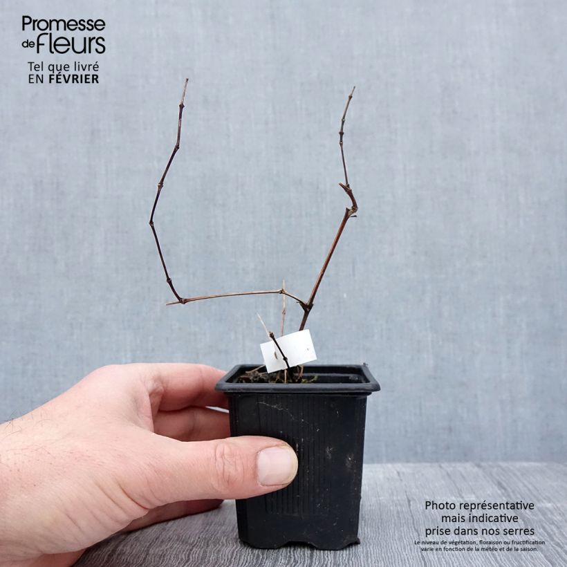 Clematis Saphyra Violetta Maceta de 8/9 cm Ejemplar entregado en invierno