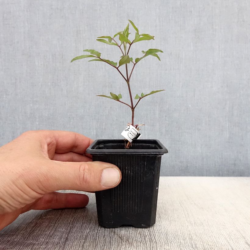 Clematis Saphyra Violetta Maceta de 8/9 cm Ejemplar entregado en la primavera