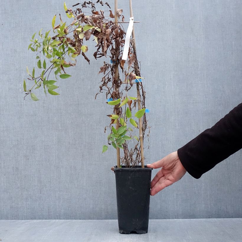 Ejemplar de Clematis Saphyra Violetta Maceta 2L/3L entregado en otoño