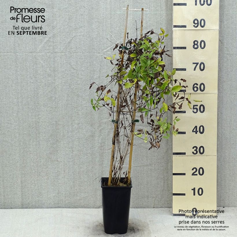 Ejemplar de Clematis Saphyra Violetta Maceta 2L/3L entregado en verano