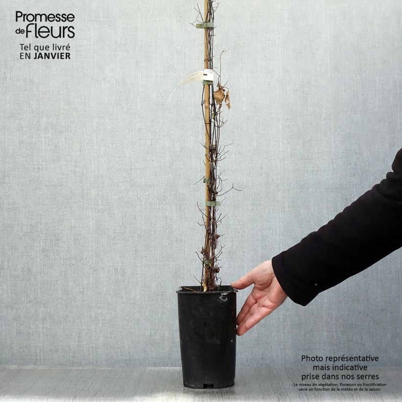 Clematis Sparkler Maceta 2L/3L Ejemplar entregado en invierno