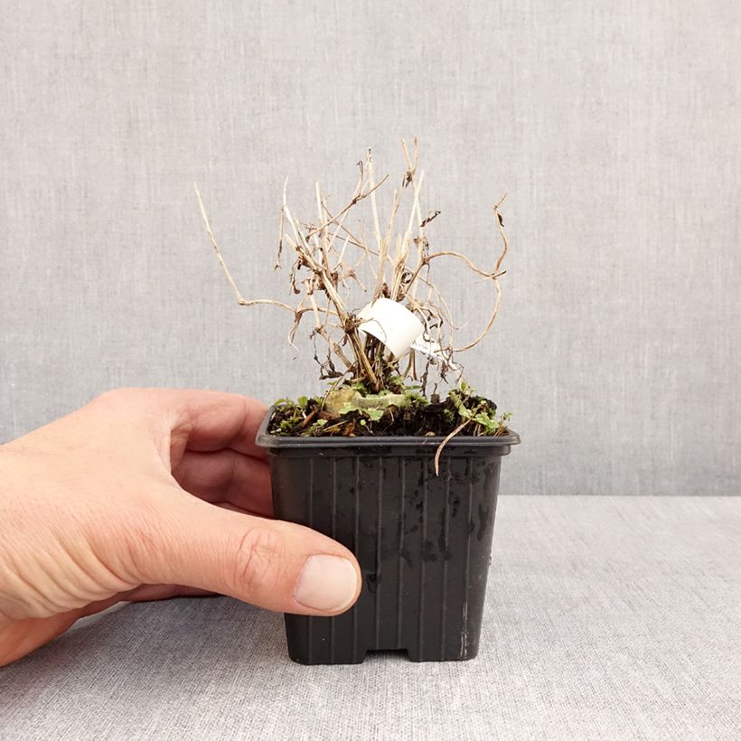 Clematis tibetana subsp. tangutica - Clemátide dorada Maceta de 8/9 cm Ejemplar entregado en la primavera