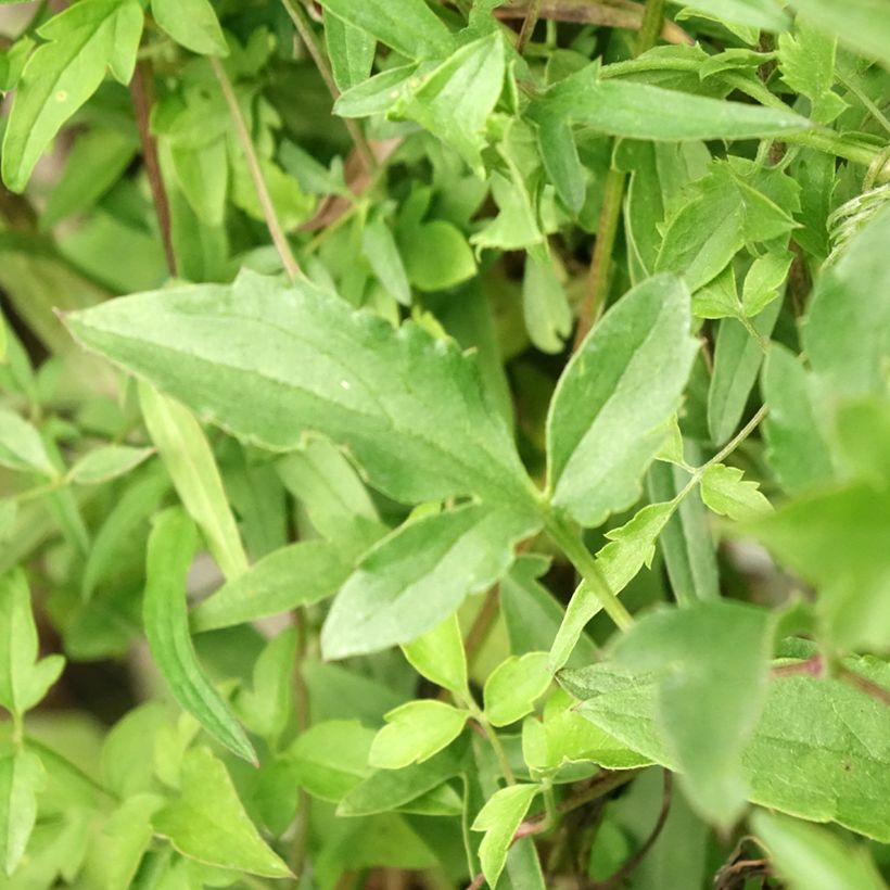 Clematis tibetana subsp. tangutica - Clemátide dorada (Follaje)