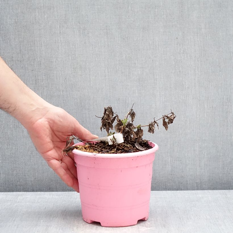 Clematis Tranquilite Maceta 2L/3L Ejemplar entregado en invierno