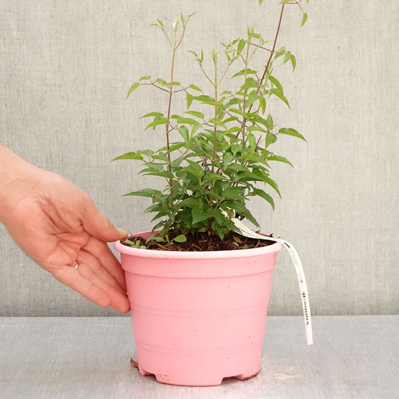 Clematis Tranquilite Maceta 2L/3L Ejemplar entregado en la primavera