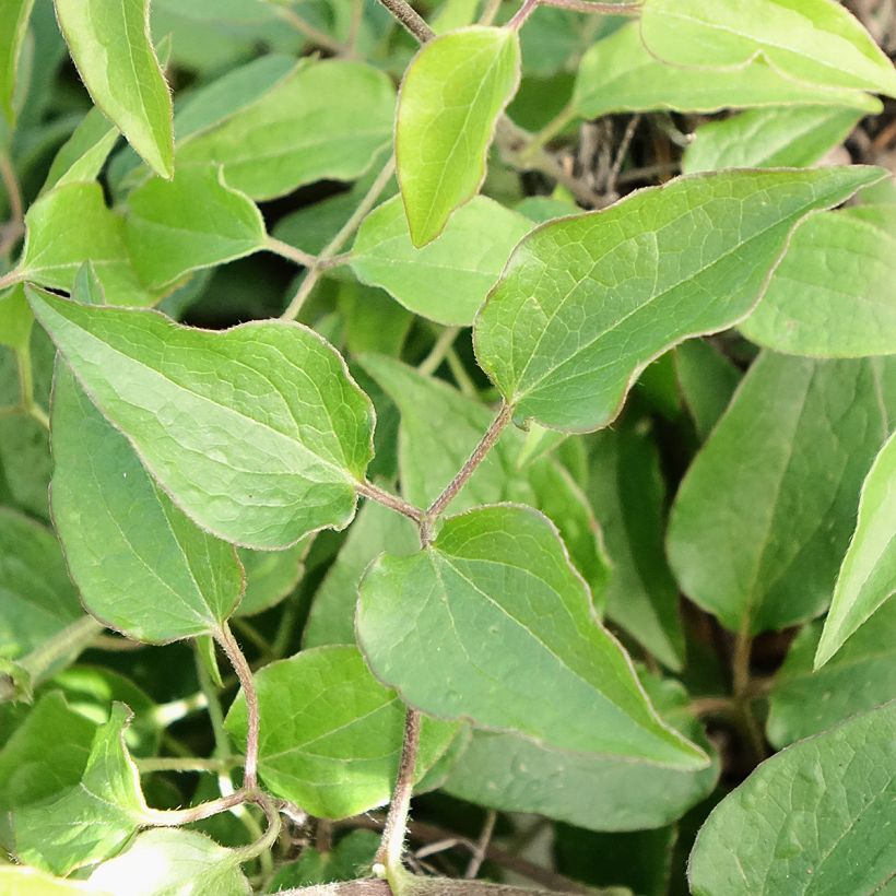 Clematis Tranquilite (Follaje)