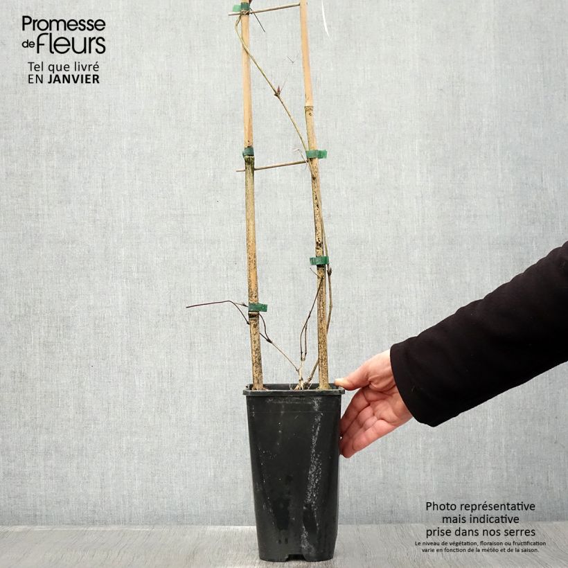 Clematis viticella John Howells Maceta 2L/3L Ejemplar entregado en invierno