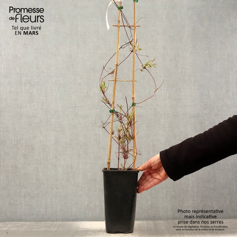 Clematis viticella John Howells Maceta 2L/3L Ejemplar entregado en la primavera