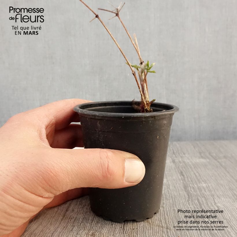 Clematis viticella Purpurea Plena Elegans Maceta de 8/9 cm Ejemplar entregado en la primavera