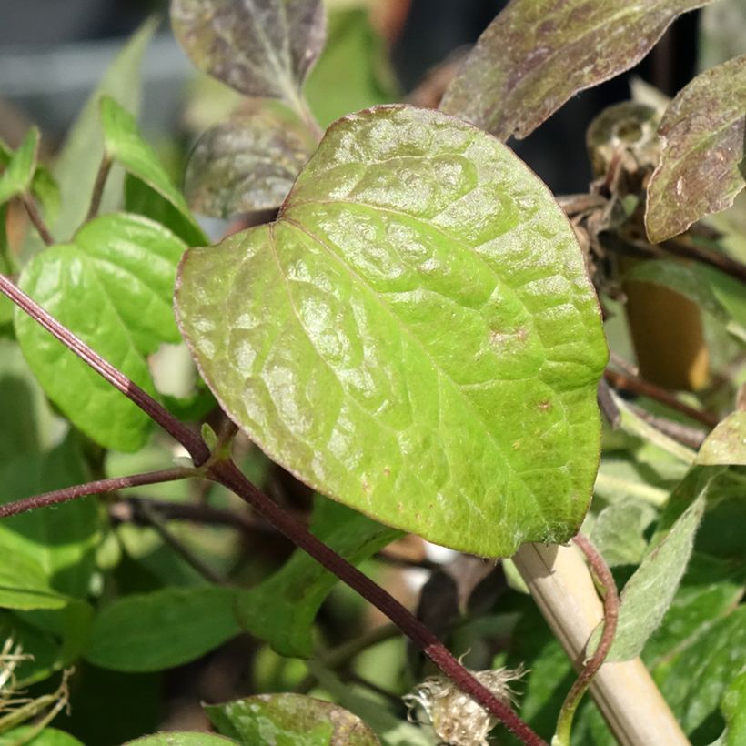 Clematis Wildfire (Follaje)