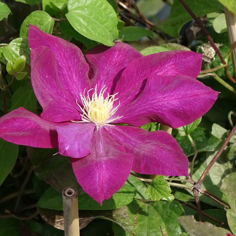 Clematis Wildfire (Floración)