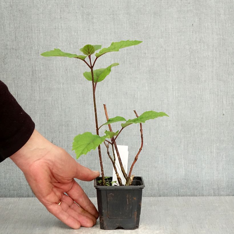 Clerodendrum bungei - Cleodendro chino Maceta de 8/9 cm Ejemplar entregado en la primavera