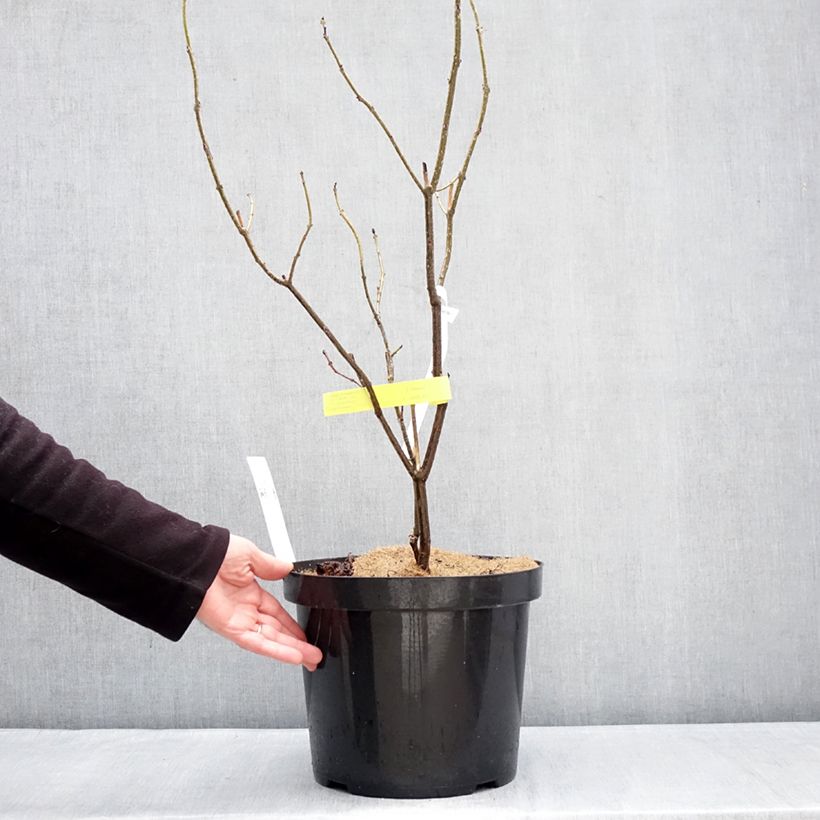 Clerodendrum bungei - Cleodendro chino Maceta 7,5L/10L Ejemplar entregado en invierno