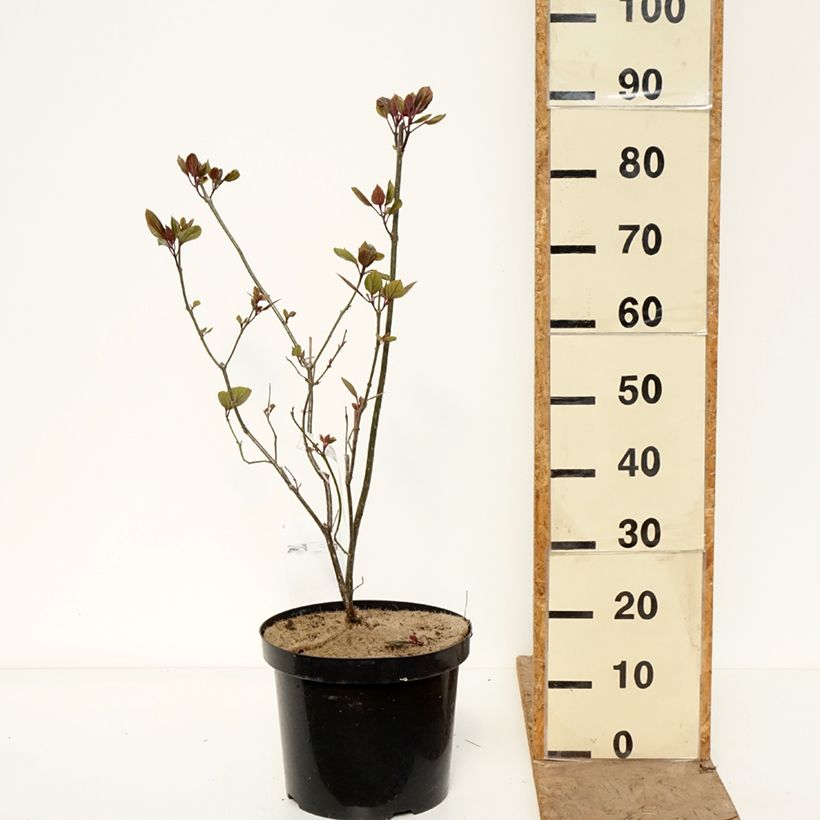 Clerodendrum bungei - Cleodendro chino Maceta 7,5L/10L Ejemplar entregado en la primavera