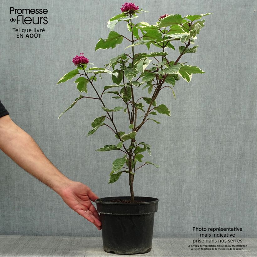 Ejemplar de Clerodendrum bungei Pink Diamond Maceta 3L/4L entregado en verano