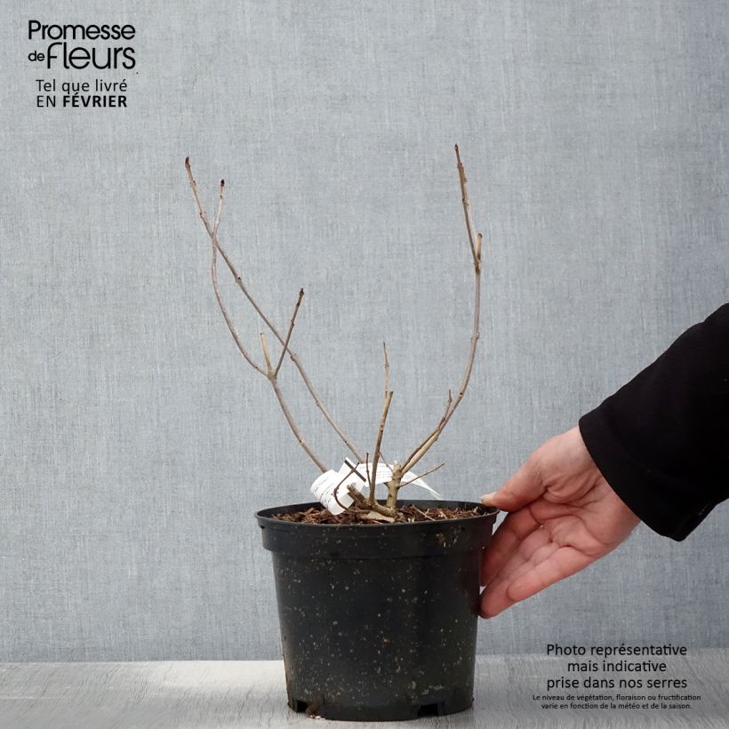 Clerodendrum trichotomum Variegatum - Arbol del destino Maceta 3L/4L Ejemplar entregado en invierno