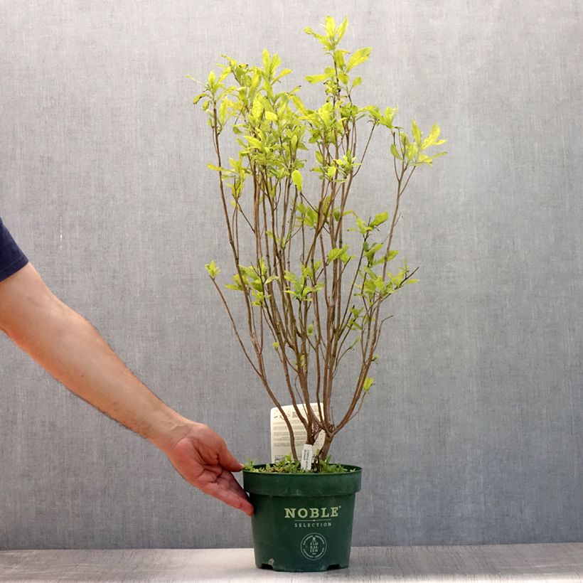 Ejemplar de Clethra alnifolia Anne Bidwell - Arbusto de la pimienta dulce Maceta 2L/3L entregado en verano