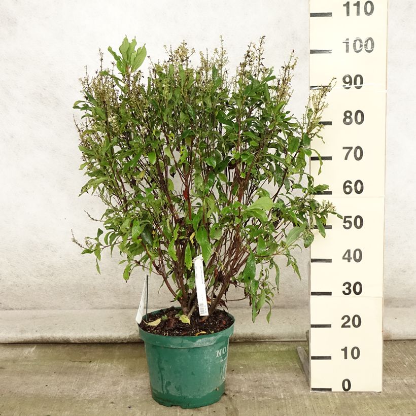 Ejemplar de Clethra alnifolia Anne Bidwell - Arbusto de la pimienta dulce Maceta 7,5L/10L entregado en verano
