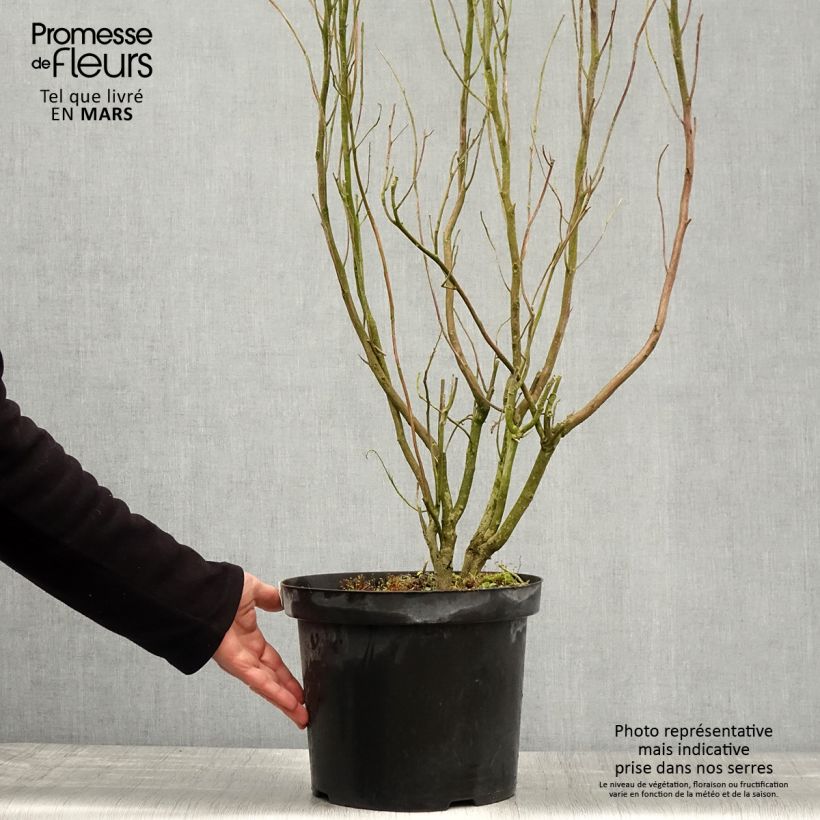 Clethra alnifolia Anne Bidwell - Arbusto de la pimienta dulce Maceta 7,5L/10L Ejemplar entregado en la primavera