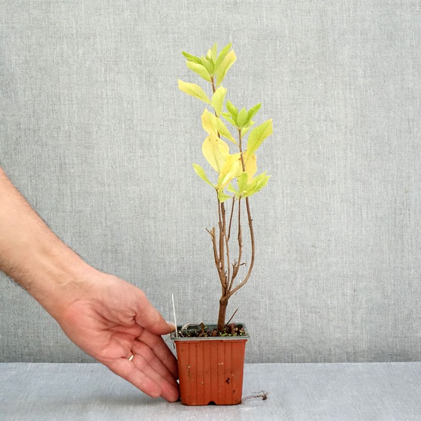 Ejemplar de Clethra alnifolia - Arbusto de la pimienta dulce Maceta de 8/9 cm entregado en otoño