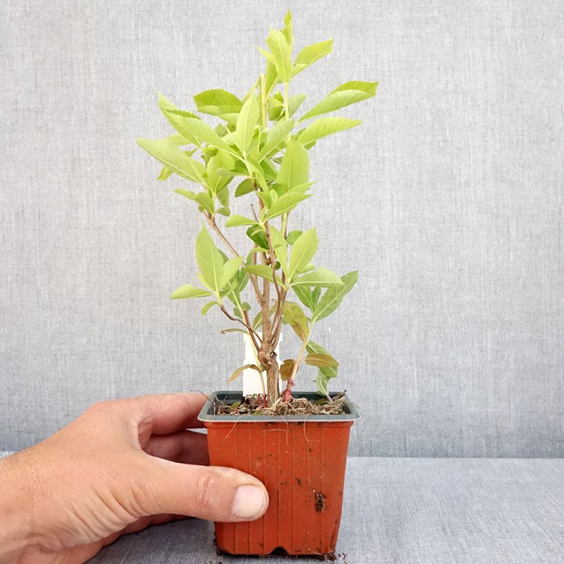 Clethra alnifolia - Arbusto de la pimienta dulce Maceta de 8/9 cm Ejemplar entregado en la primavera