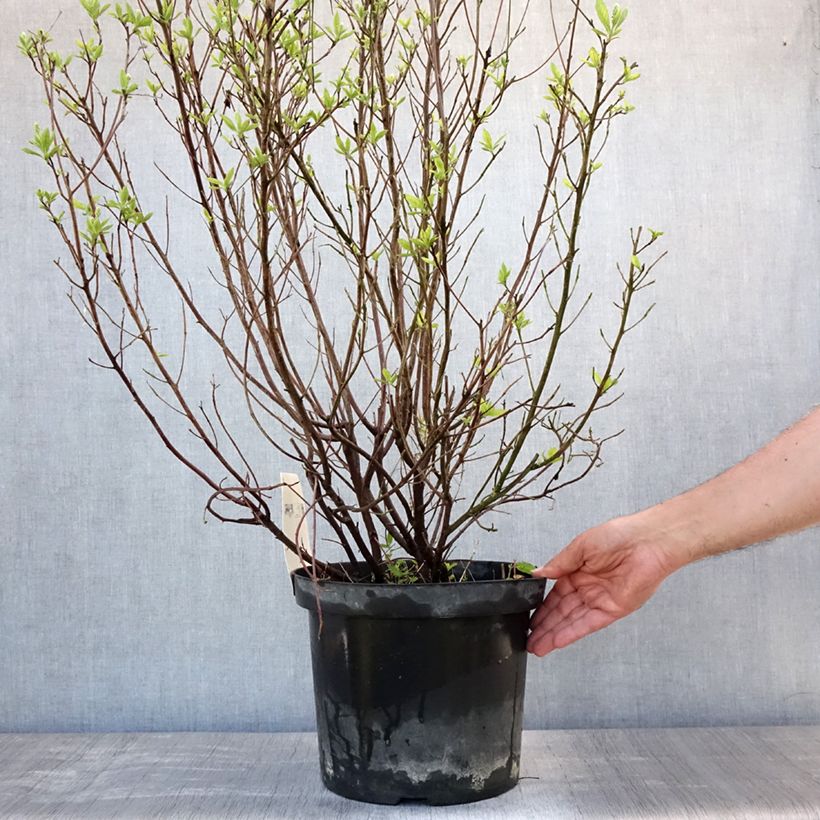 Ejemplar de Clethra alnifolia Hummingbird - Arbusto de la pimienta dulce Maceta 7,5L/10L entregado en verano