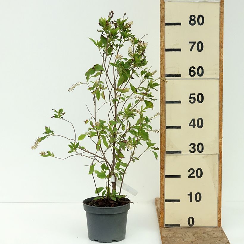 Ejemplar de Clethra alnifolia Pink Spire - Arbusto de la pimienta dulce Maceta 3L/4L entregado en verano