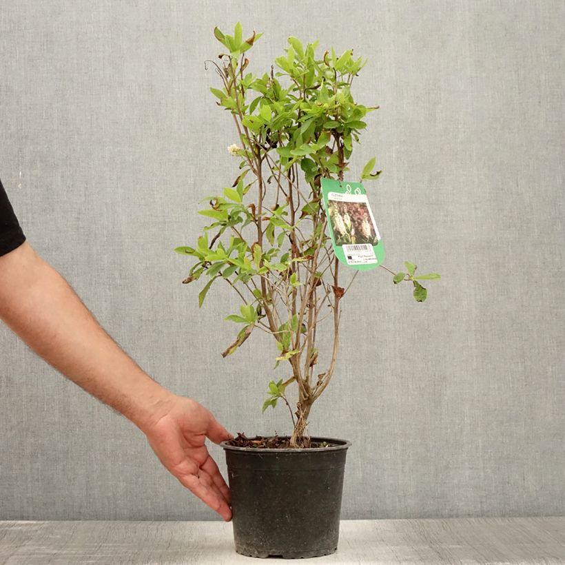 Ejemplar de Clethra alnifolia - Arbusto de la pimienta dulce Maceta 3L/4L entregado en verano