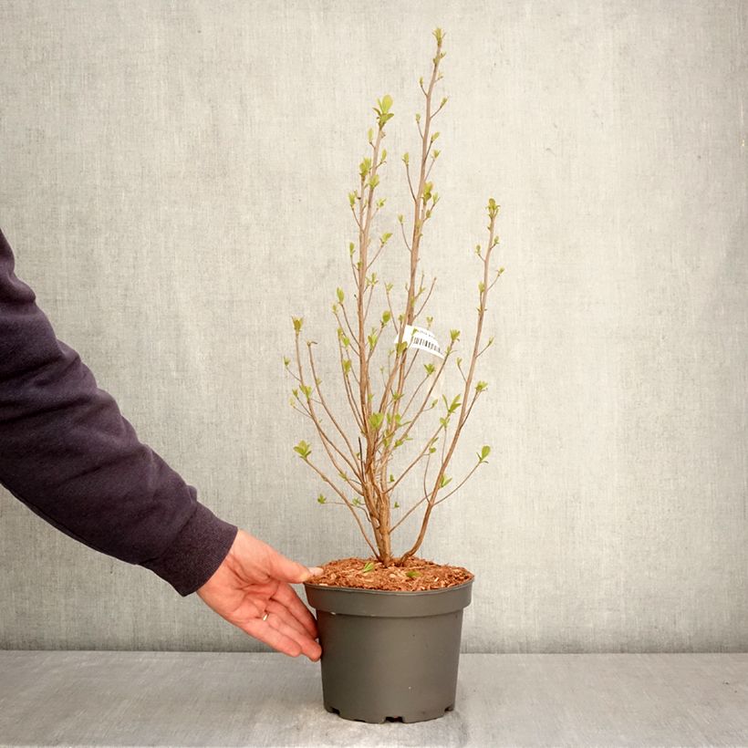 Clethra alnifolia Rosea - Arbusto de la pimienta dulce Maceta 3L/4L Ejemplar entregado en la primavera
