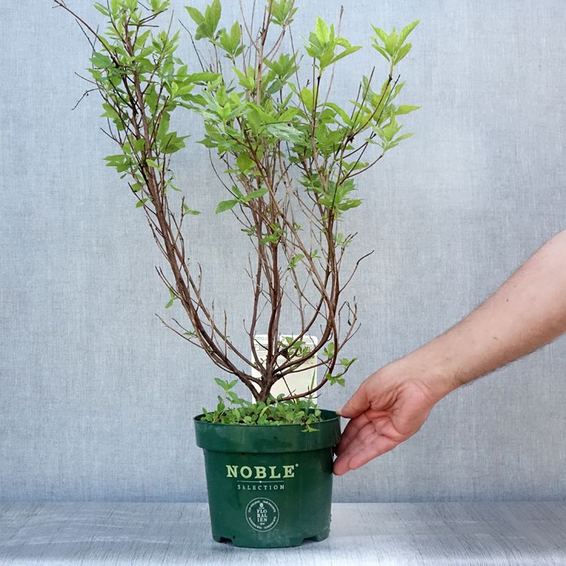 Ejemplar de Clethra alnifolia Sixteen Candles - Arbusto de la pimienta dulce Maceta 2L/3L entregado en verano