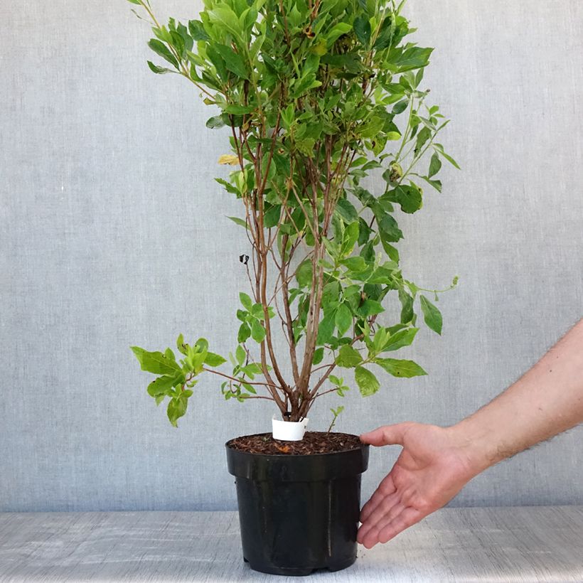 Ejemplar de Clethra alnifolia Vanilla Spice - Arbusto de la pimienta dulce Maceta 2L/3L entregado en verano