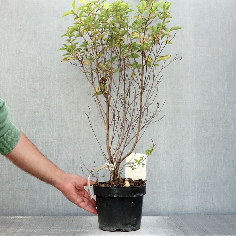 Ejemplar de Clethra barbinervis Maceta 3L/4L entregado en verano