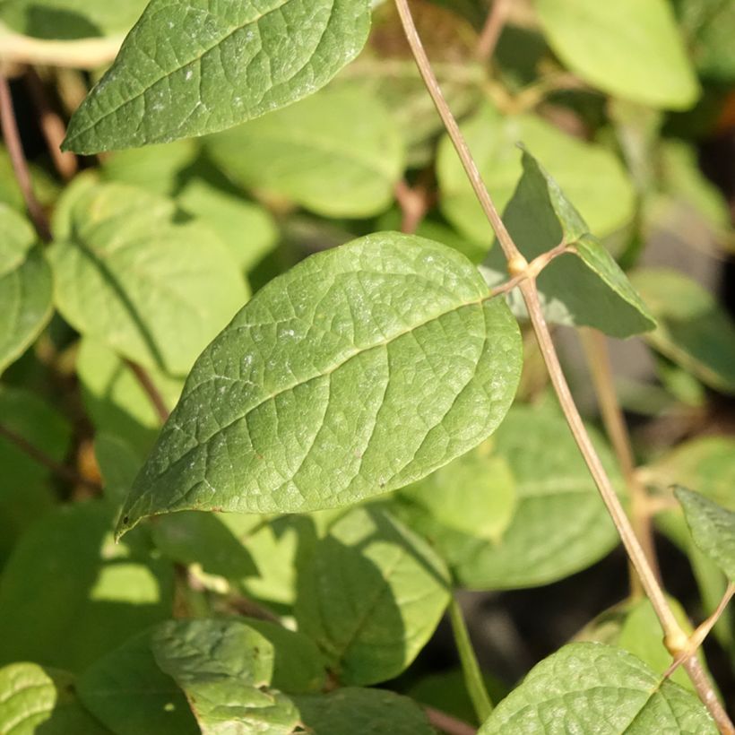 Clethra fargesii (Follaje)