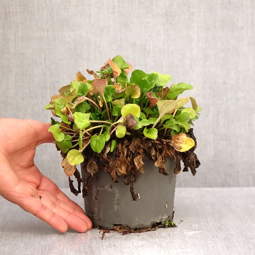 Ejemplar de Coclearia - Cochlearia officinalis Maceta 1,5L/2L entregado en otoño