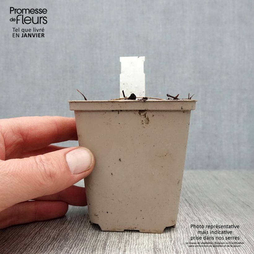 Dicentra spectabilis Ruby Gold Maceta de 8/9 cm Ejemplar entregado en invierno