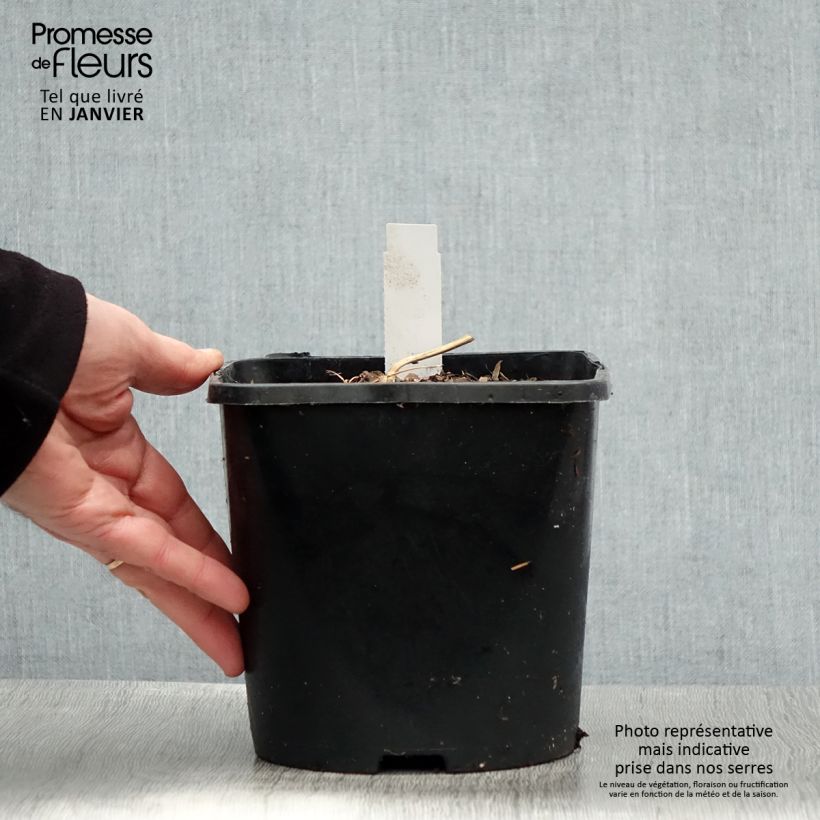 Dicentra spectabilis Yellow Leaf Maceta 3L/4L Ejemplar entregado en invierno