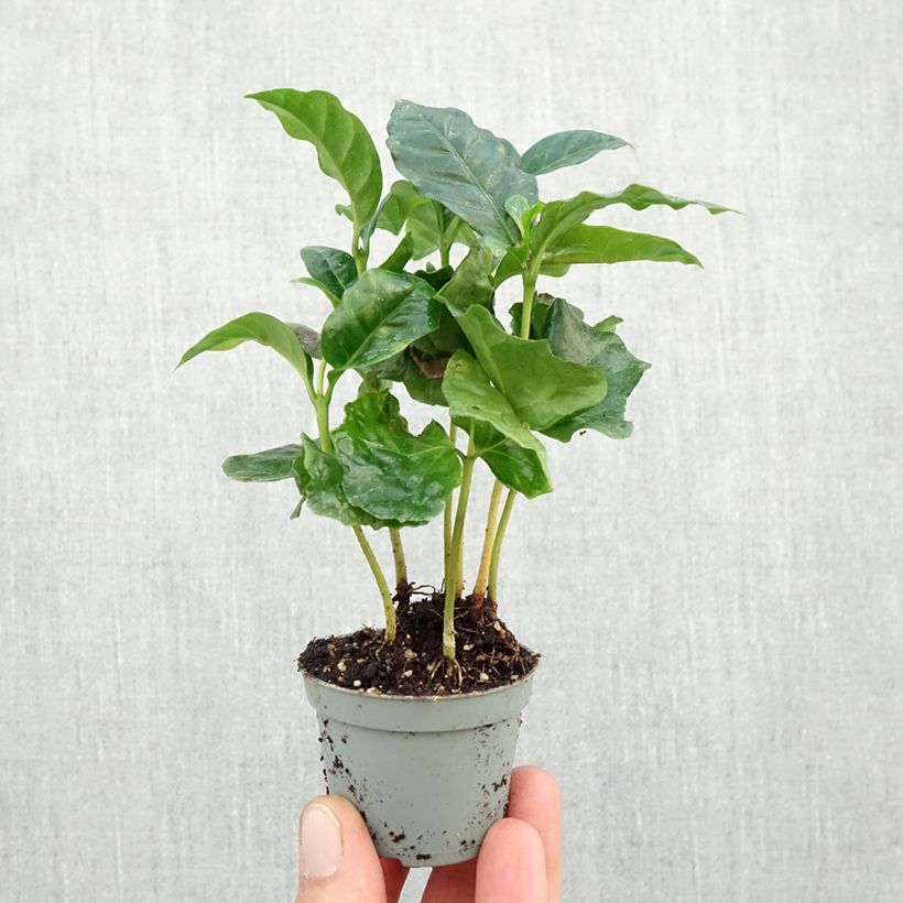 Ejemplar de Cafeto - Coffea arabica Mini-plante entregado en otoño