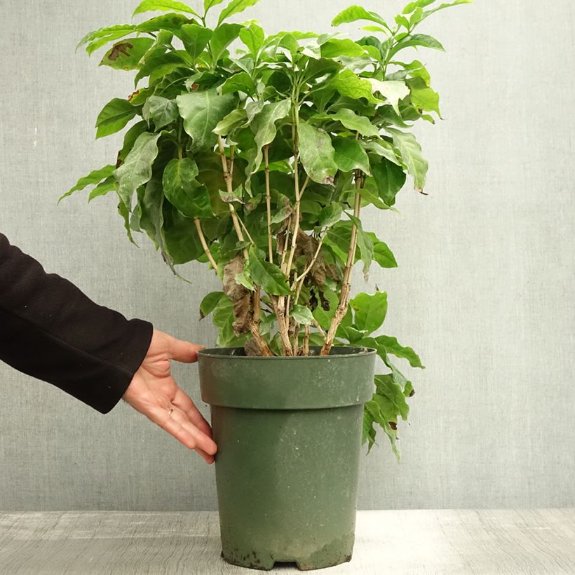 Ejemplar de Cafeto - Coffea arabica Maceta 6L/7L entregado en otoño