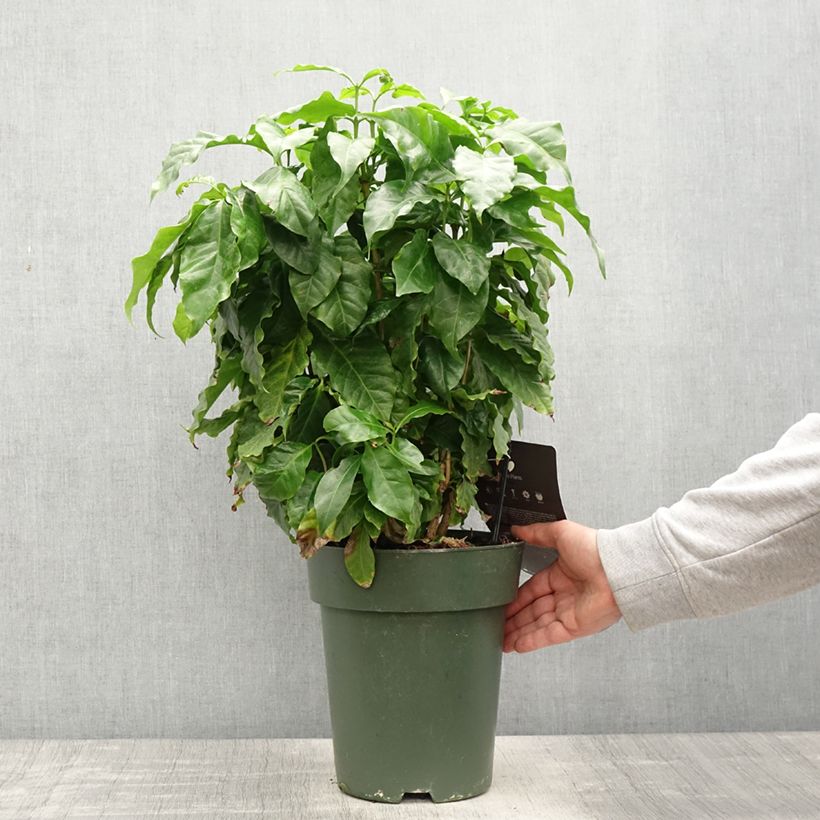 Cafeto - Coffea arabica Maceta 6L/7L Ejemplar entregado en la primavera