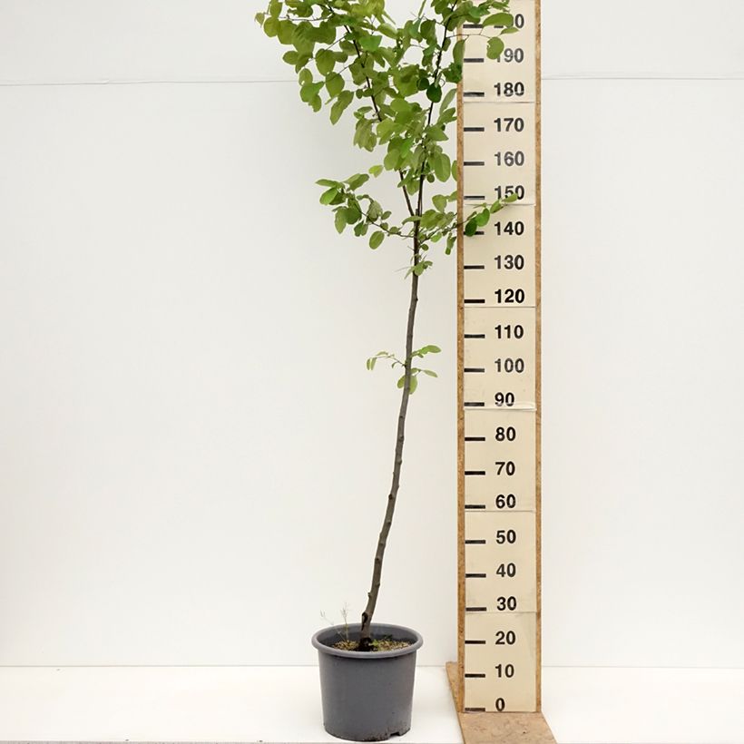 Membrillero Aromatnaya Maceta 12L/15L Ejemplar entregado en la primavera