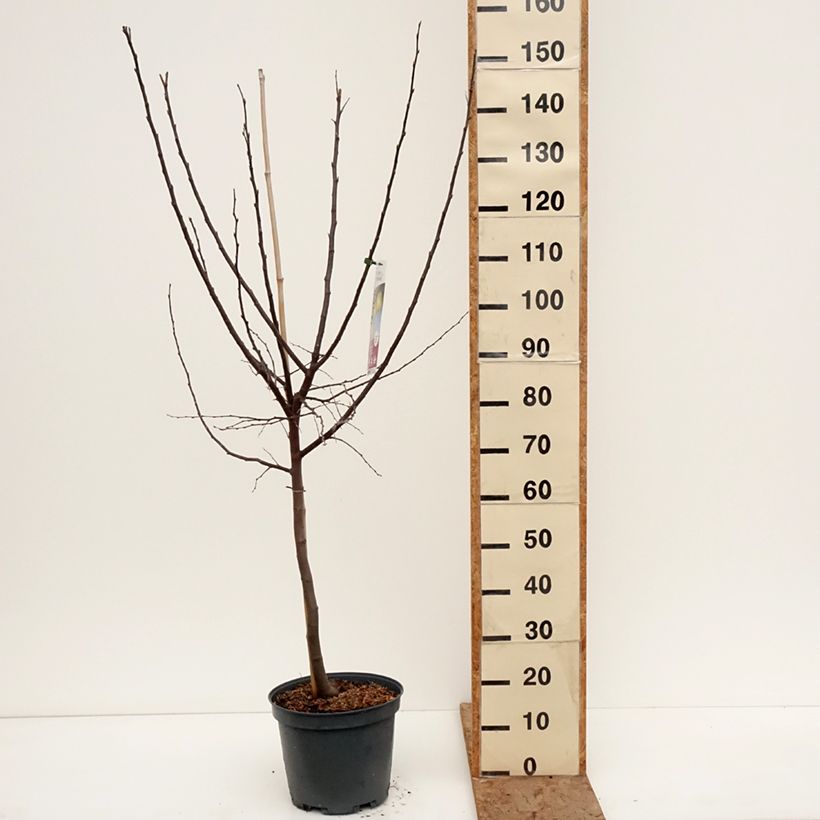 Membrillero Champion Maceta 7,5L/10L, Copa Ejemplar entregado en invierno