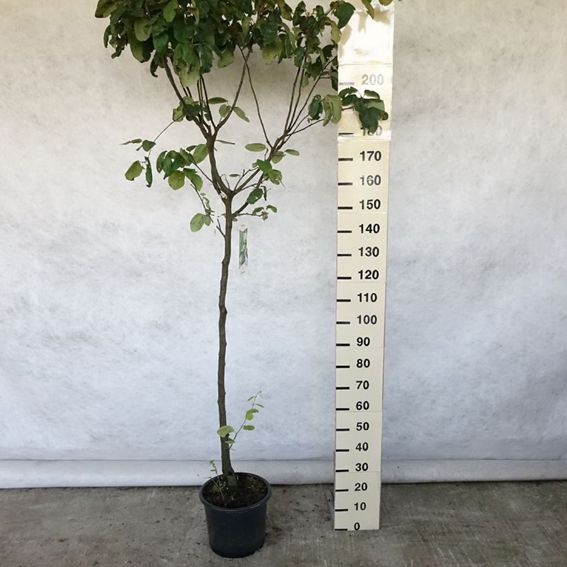 Ejemplar de Membrillero Champion Maceta 12L/15L, Medio tallo entregado en verano